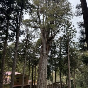 The old trees are numbered, maybe this is #28?