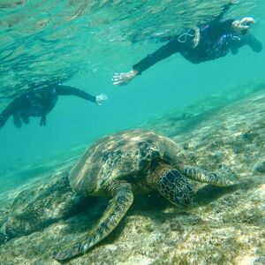 Amy, me, and the largest marine reptile